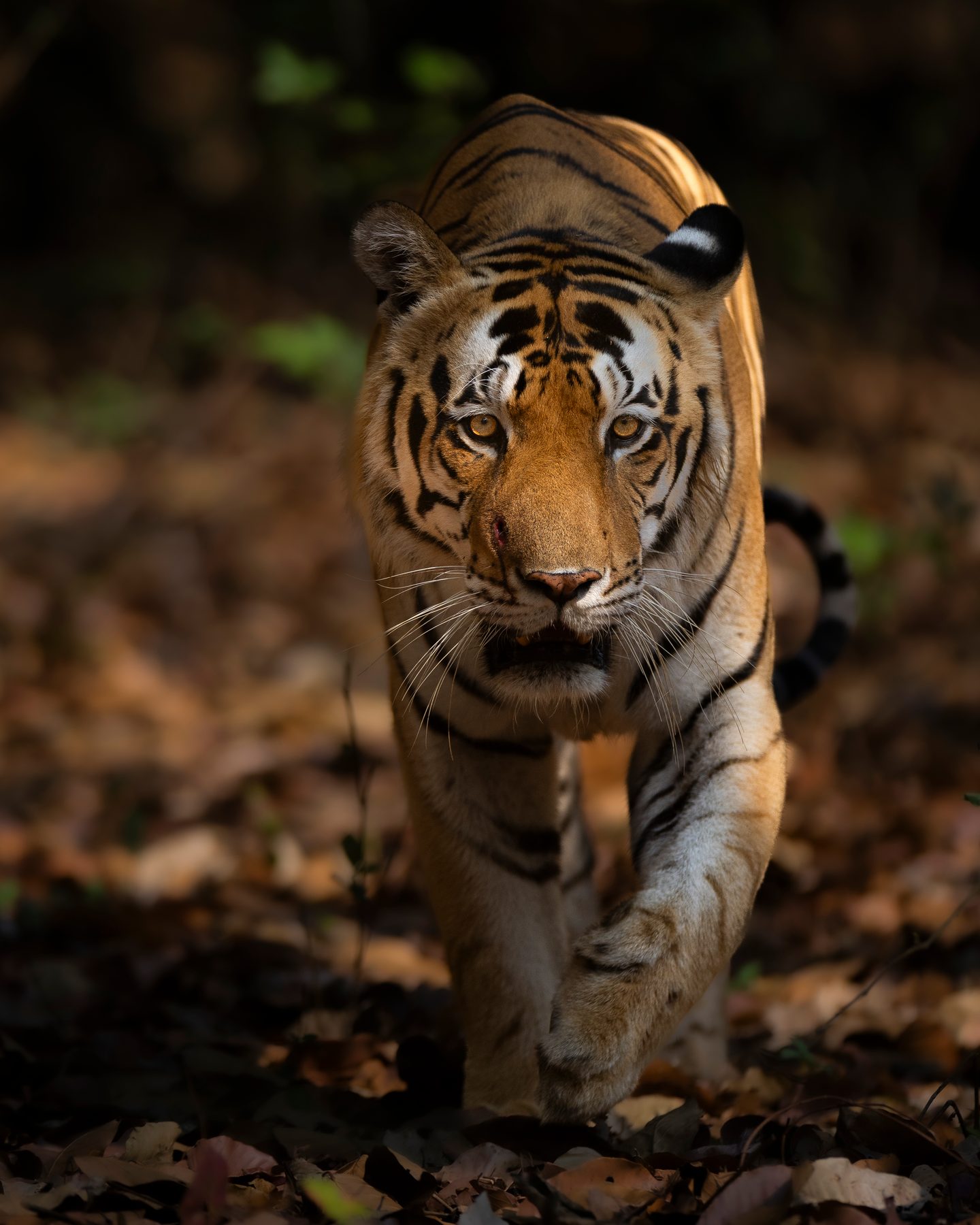 Pattewala Male walking towards us