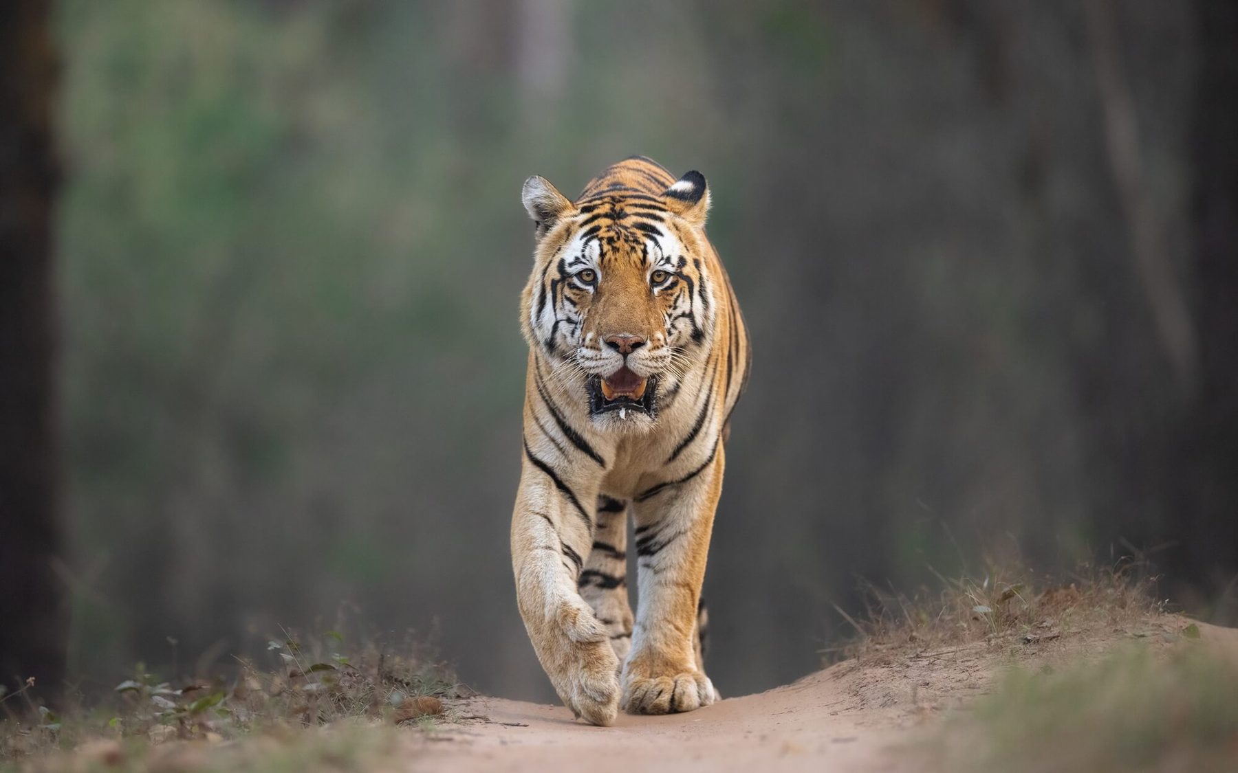 A tiger walking straight down a forest track at Kanha, head-on to the camera