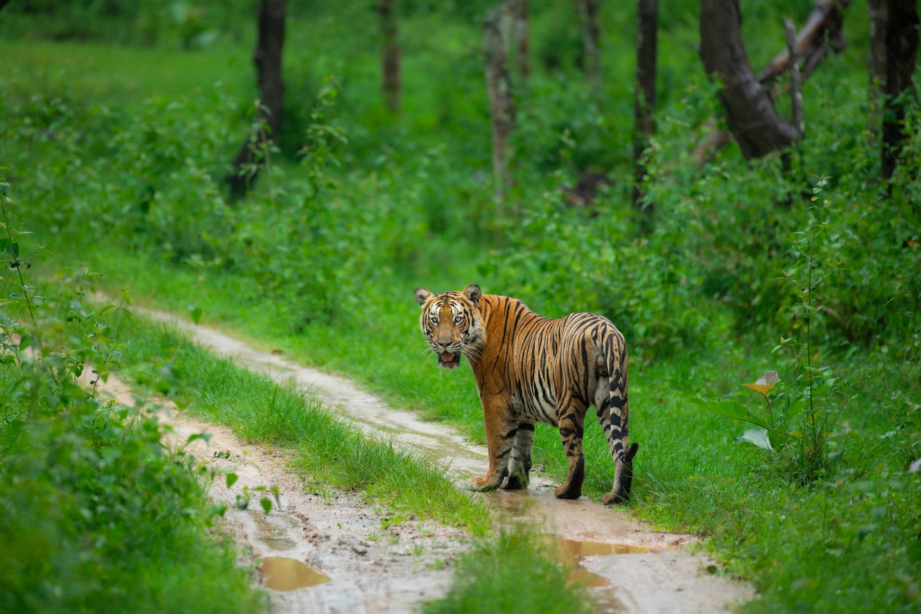 A Bengal tiger standing on a wet forest track hemmed in by vivid green monsoon foliage